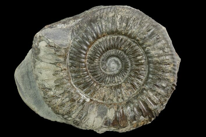 Ammonite (Dactylioceras) Fossil - England #127483